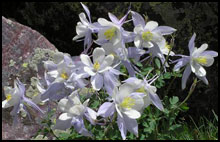 Columbine, Larkspure, and daisys all over the place